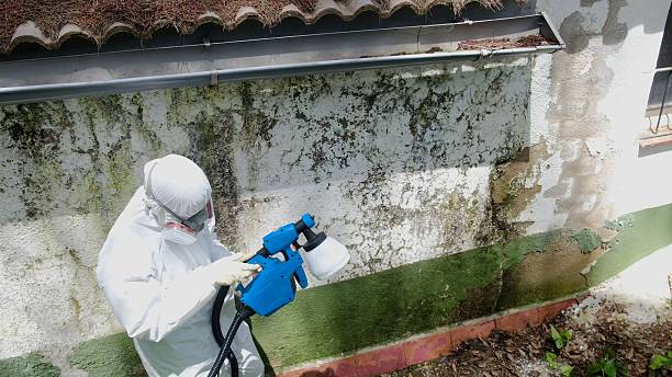 Top rated local Mold Remediation specialists in Petersburg, PA